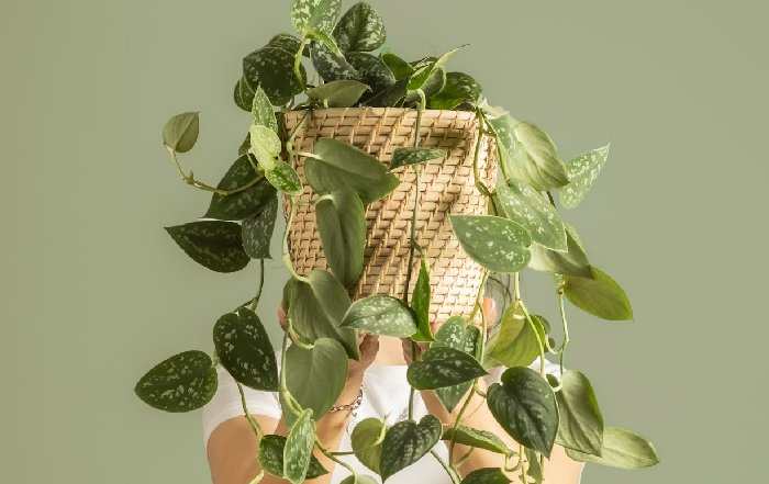 Article Image for Building a Sustainable Brand Identity