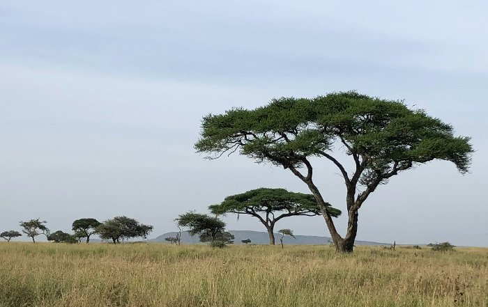 Article Image for Investment in African Startup Ecosystems