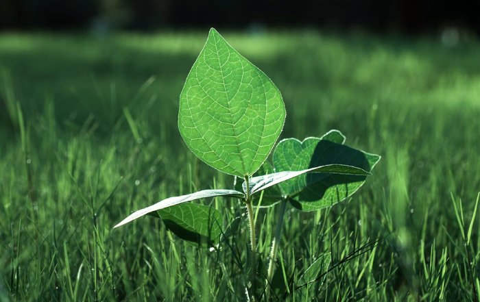 Article Image for Sustainable Investing Gains Momentum